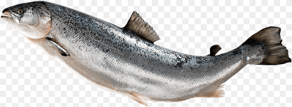 Fish Transparent Images Pluspng Salmon, Animal, Sea Life, Coho, Trout Png Image