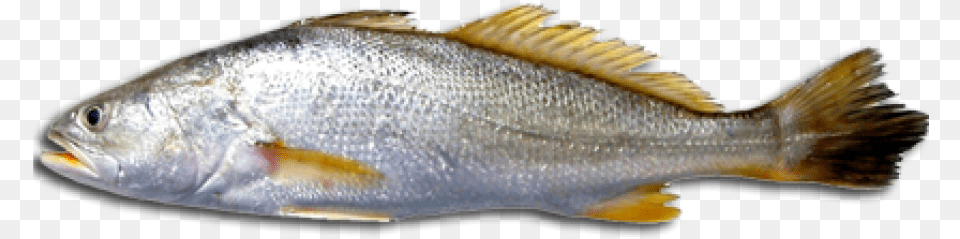 Fish Transparent Images Transparent Que Es La Corvina, Animal, Sea Life, Perch Png Image