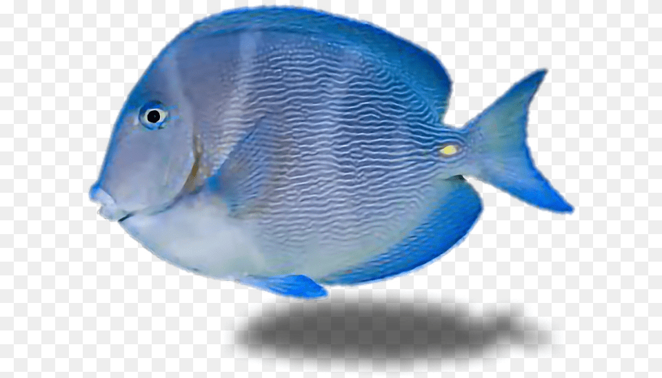Fish Tropicalfish Water Ocean Underthesea Blue Tropical Fish Transparent Background, Animal, Sea Life, Surgeonfish Free Png Download