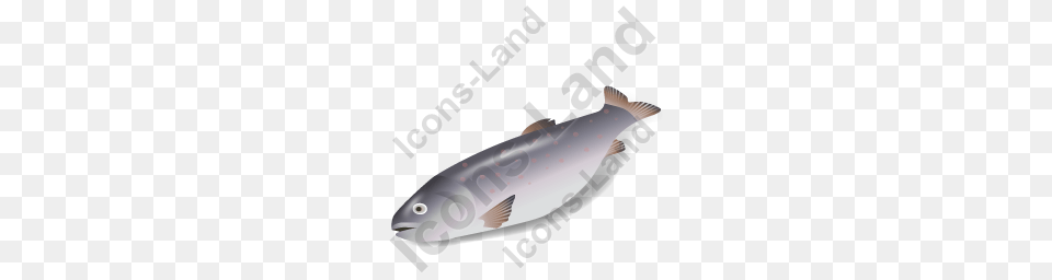 Fish Trout Icon Pngico Icons, Animal, Coho, Sea Life, Tuna Free Transparent Png