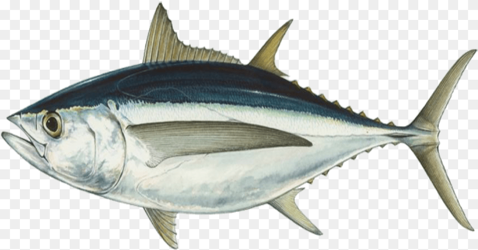 Fish Tuna Seafood Streamline Body Of Fish, Animal, Bonito, Sea Life, Shark Free Png