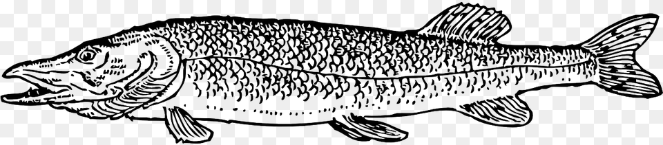Fish Type Scales Fishing Pike Image Pike Clipart, Animal, Sea Life Free Png Download