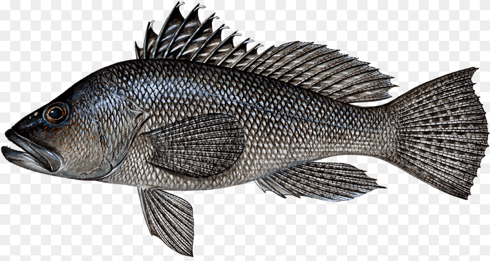 Fish Types Black Seabass, Animal, Sea Life, Perch Free Png