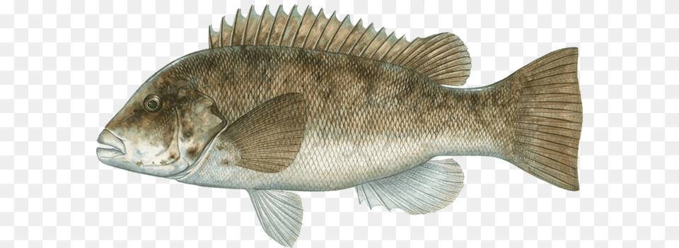 Fish Types Fish Of Massachusetts, Animal, Sea Life, Perch Free Png Download