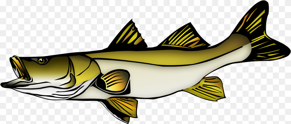 Fish Vector Snook Snook Clip Art, Animal, Sea Life, Shark, Perch Png Image