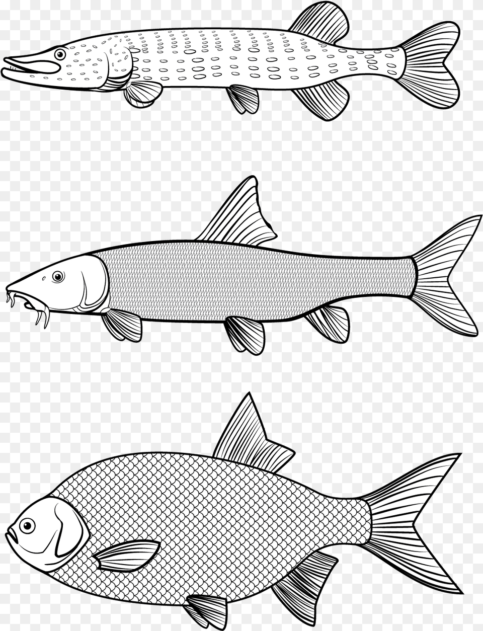 Fish Vector Vector Graphics Line Art Trout Pangasius Hypophthalmus, Animal, Sea Life, Food, Mullet Fish Png
