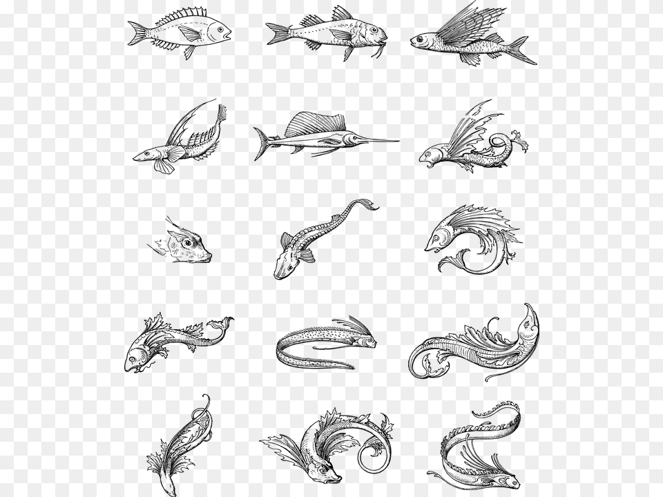 Fish Vintage Line Art Animals Swimming Aquatic Sketch, Gray Free Png