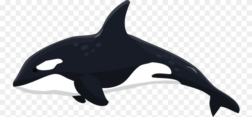 Fishbank Description Transparent Killer Whale Clipart, Animal, Mammal, Orca, Sea Life Png Image