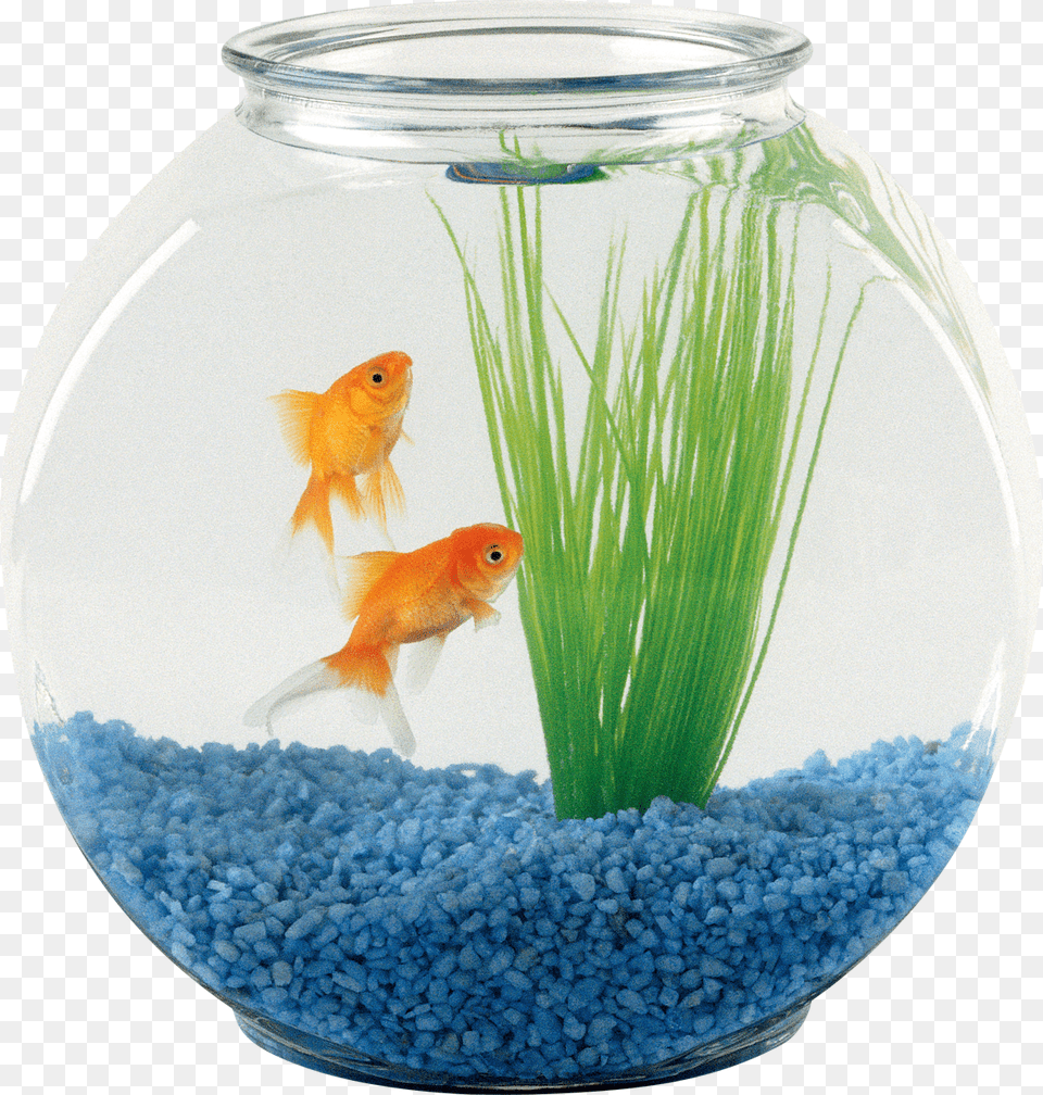 Fishboul Clipart Photo Free Download Free Fish Bowl Aquarium Price, Animal, Sea Life, Water Png