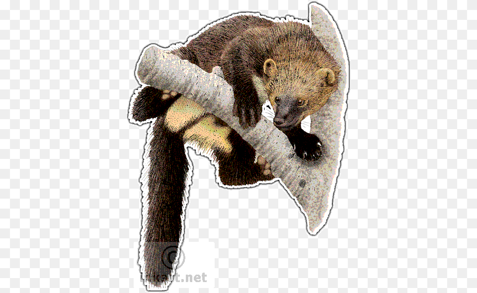 Fisher Art Decal Fisher Animal, Bear, Mammal, Wildlife Free Png