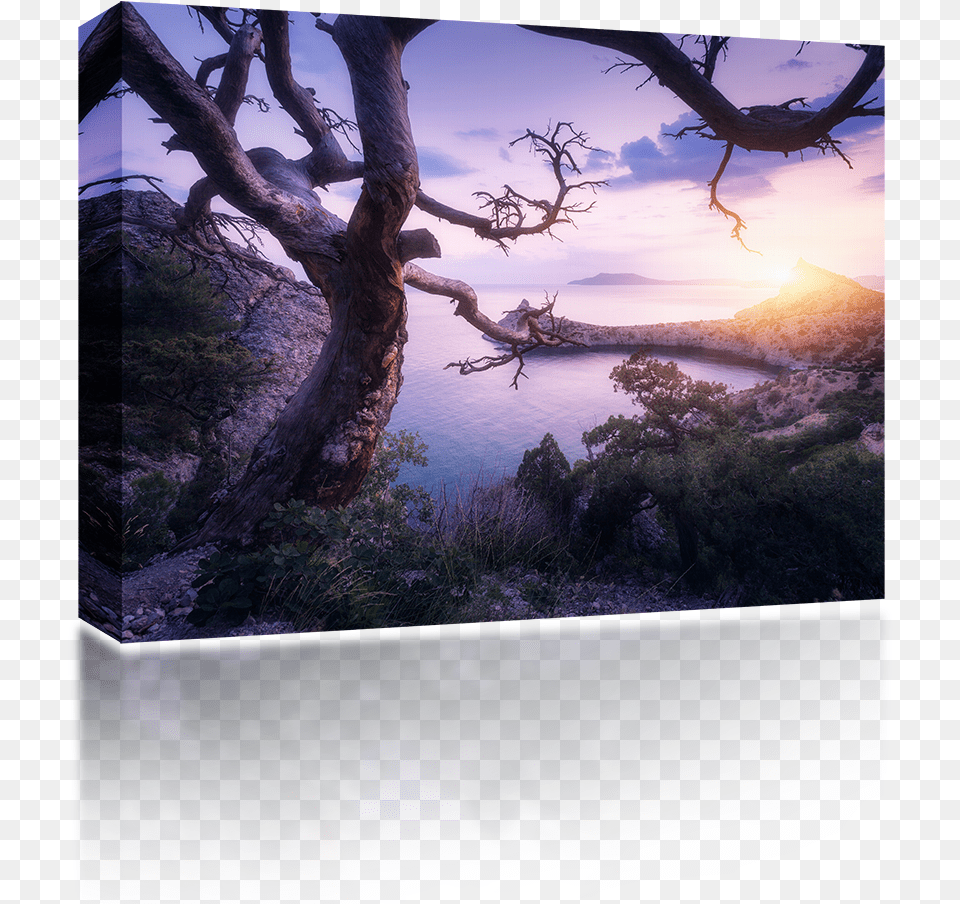 Fisher Television, Flare, Tree Trunk, Tree, Sunlight Free Png Download