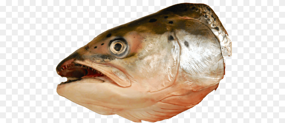 Fishfishfish Productsseafoodforage Fishbassoily Head Of A Fish, Animal, Sea Life Free Png Download
