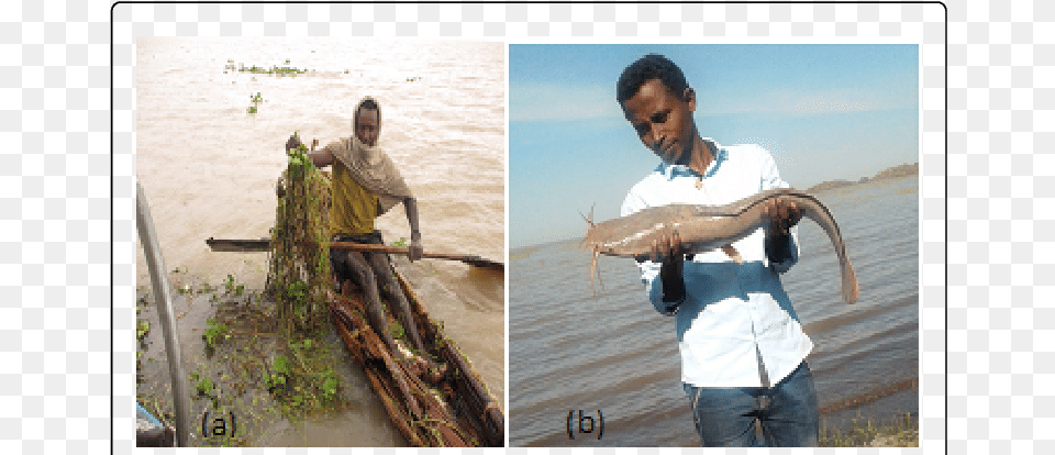 Fishing Net Entangled By Water Hyacinth At The Landing Fishing, Adult, Person, Man, Male Free Png Download