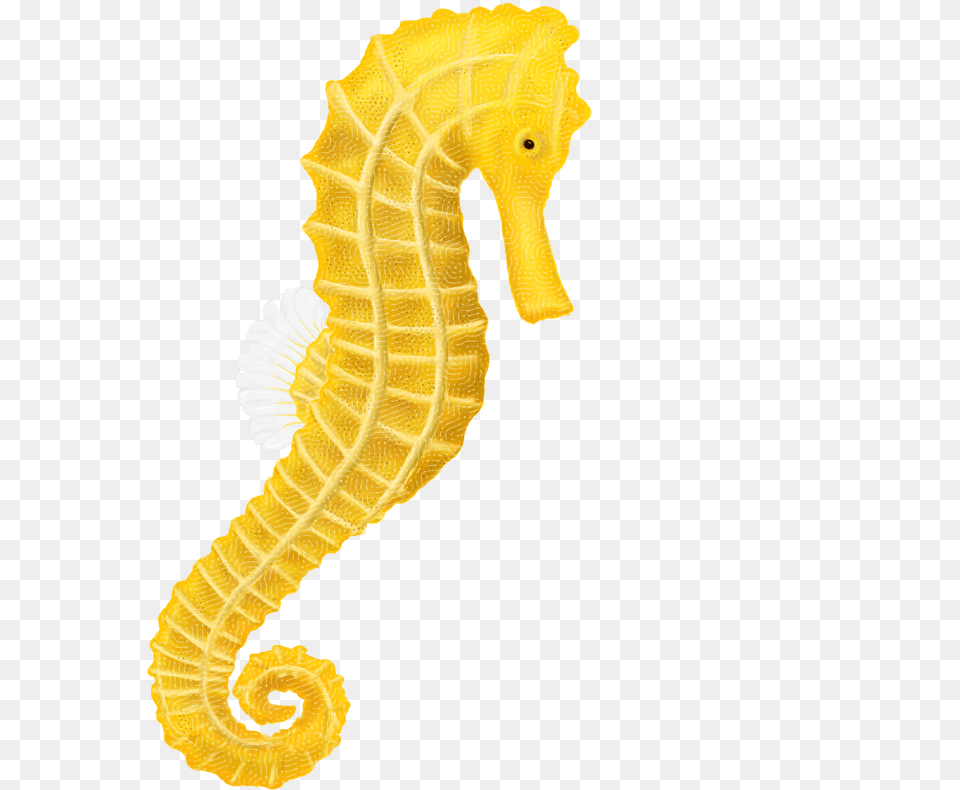 Fishing Pole Download Seahorse Hq Background Seahorse Clipart, Animal, Mammal, Sea Life Free Transparent Png