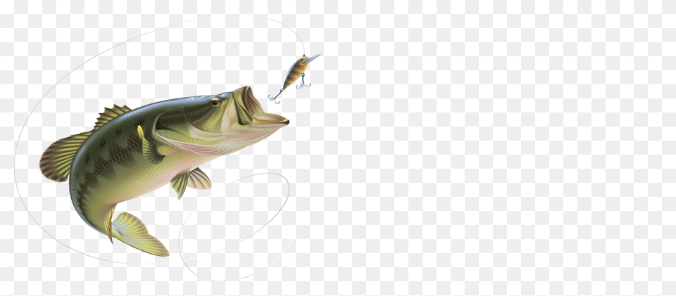 Fishing Pole Transparent Images Pictures Photos Arts, Animal, Fish, Sea Life, Perch Free Png Download