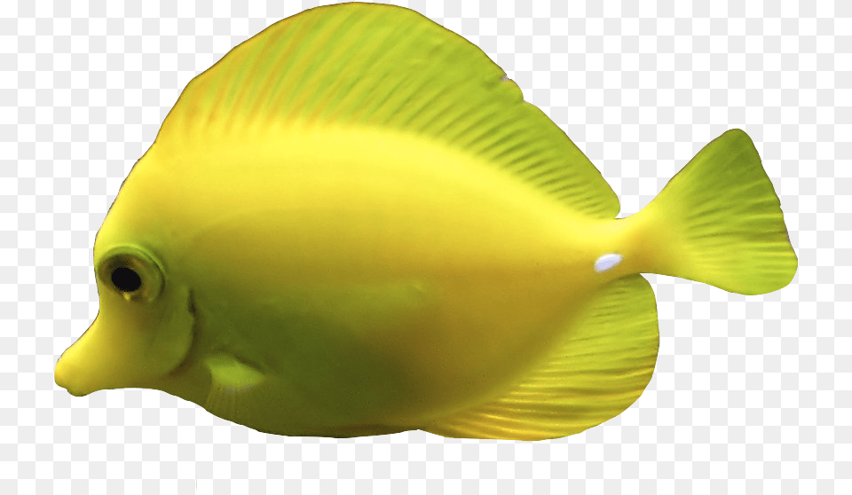 Fishing Rod Transparent Background Animals, Animal, Fish, Sea Life, Surgeonfish Png