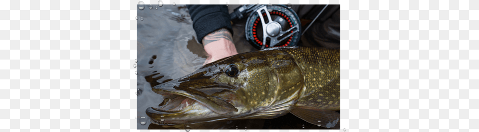 Fishing Scotland, Animal, Sea Life, Fish, Pike Free Png Download