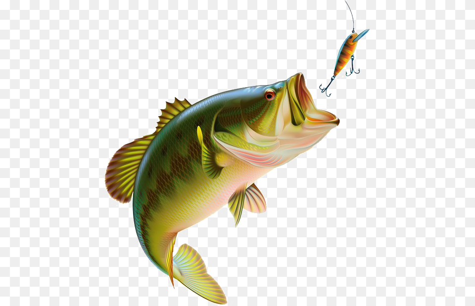Fishing Transparent Images Fish Bass, Animal, Sea Life, Perch Free Png