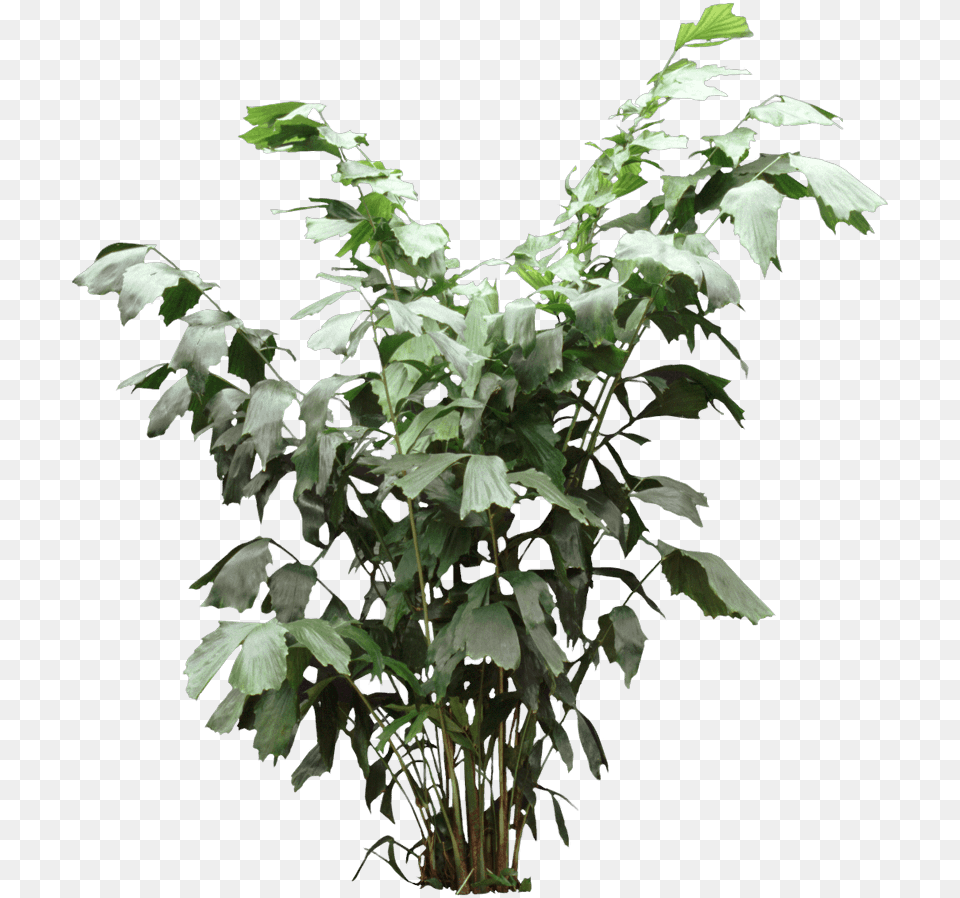 Fishtail Palm Houseplant Houseplant, Leaf, Plant, Tree, Ivy Png Image