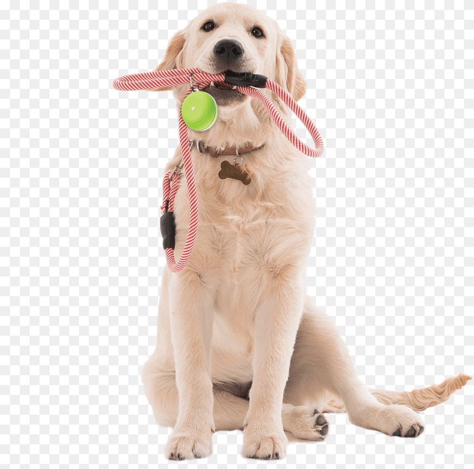 Fit Tunes Active Dog Dog, Animal, Canine, Mammal, Pet Png Image