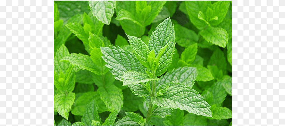 Five Medicinal Plants, Herbs, Mint, Plant, Leaf Png