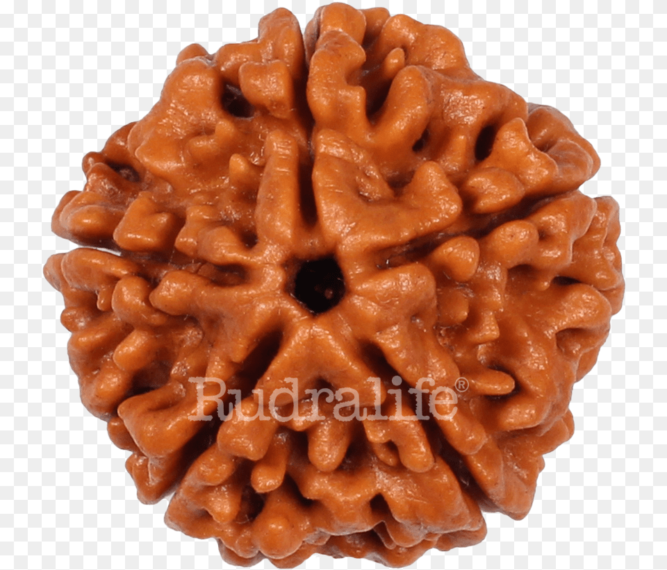 Five Mukhi Rudraksha Rudraksha Chocolate, Food, Nut, Plant, Produce Png