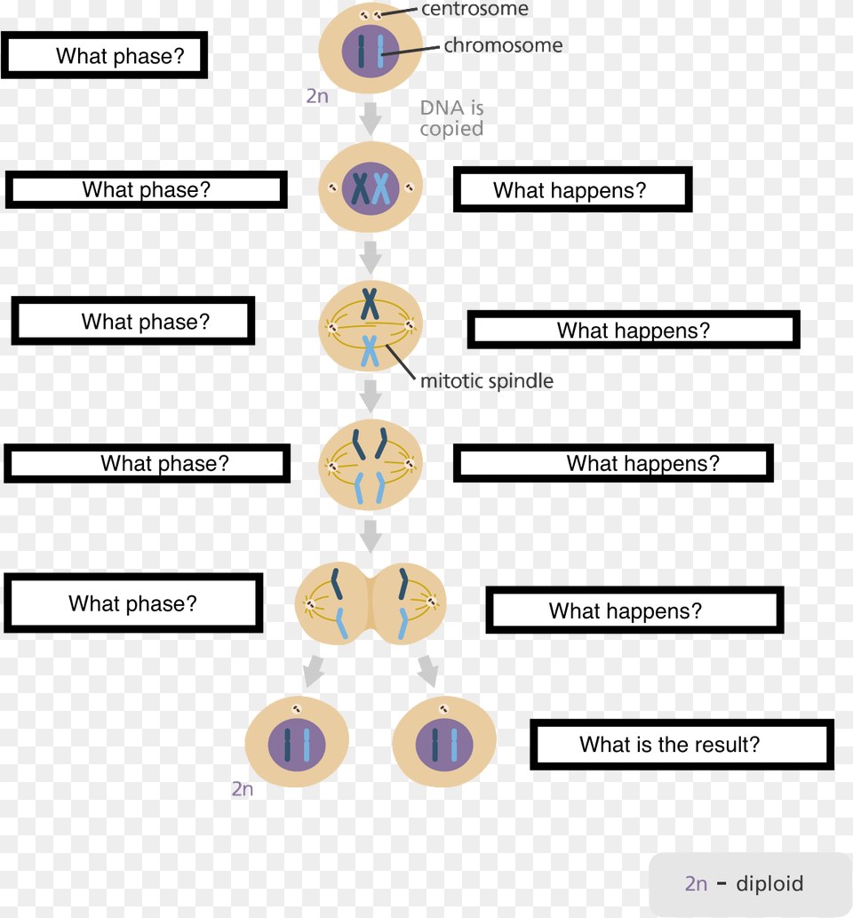 Five Stages Of The Cell Cycle, Text, Number, Symbol Free Png