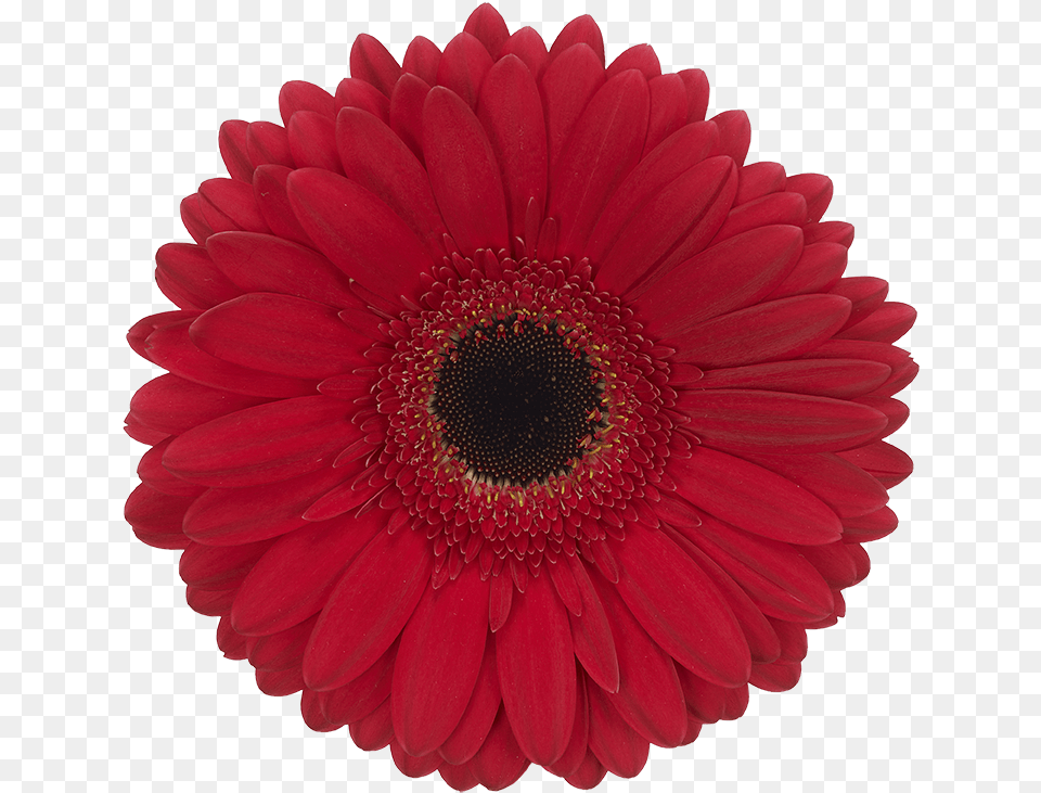 Five Star Platinum Level, Daisy, Flower, Plant, Dahlia Png Image