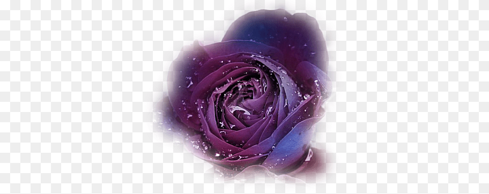 Fl 53 Rose Mauve, Flower, Plant, Petal Free Transparent Png