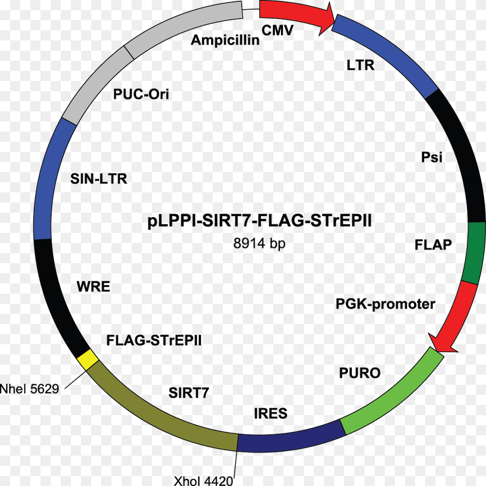 Flag Tag Vector, Hoop, Bow, Weapon Png