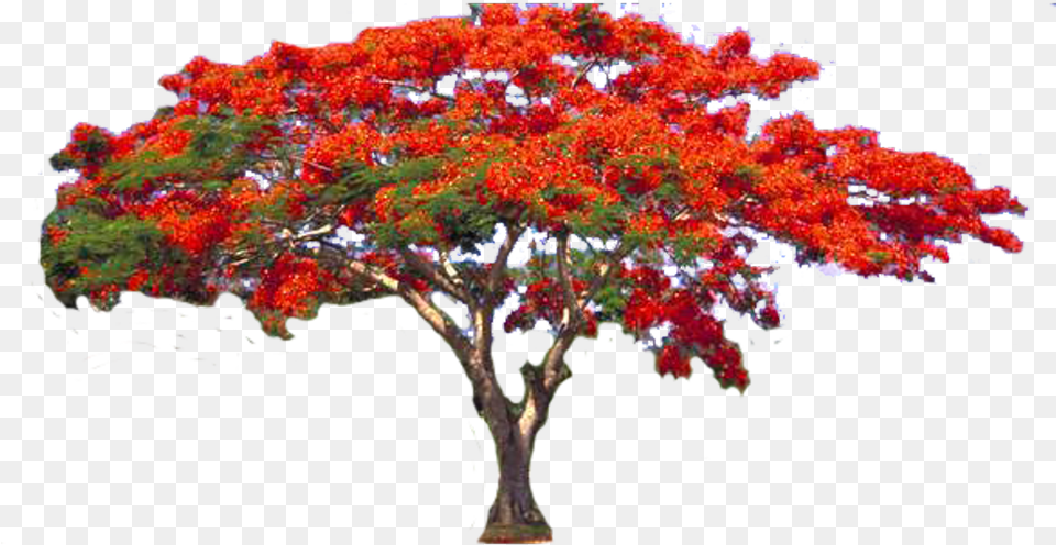 Flamboyant Trees Tree Red Flowers Nature Flame Tree, Maple, Plant Free Png