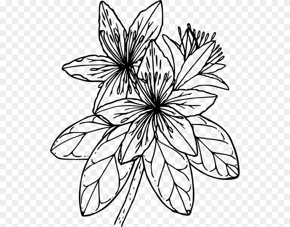 Flame Azalea Coloring Book Western Azalea Drawing Azalea Coloring Page, Gray Png