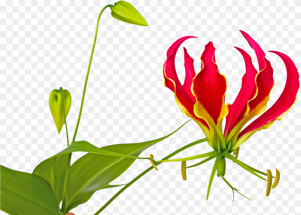 Flame Lily Flower Pictures Clip Art, Plant, Petal Free Transparent Png