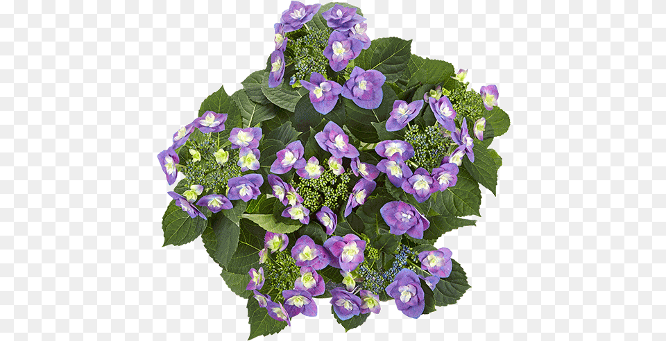 Flame Purple Ktterheinrich Bengal Clockvine, Flower, Flower Arrangement, Flower Bouquet, Geranium Png Image