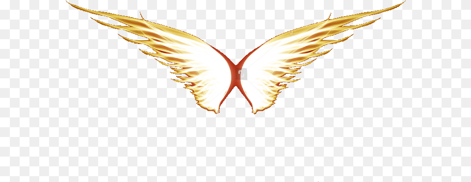 Flame Wing, Fire, Animal, Bird, Light Free Png