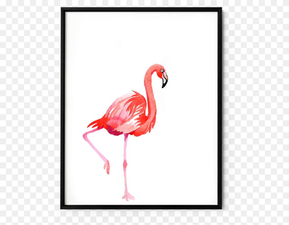 Flamenco Pajaro En Aquarela, Animal, Beak, Bird, Flamingo Png Image