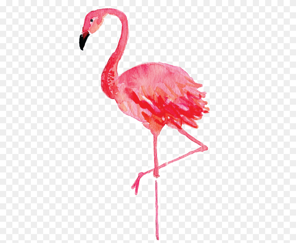 Flamenco Tumblr Sticker By Flamingo Drawing Watercolor, Animal, Bird, Person Png Image