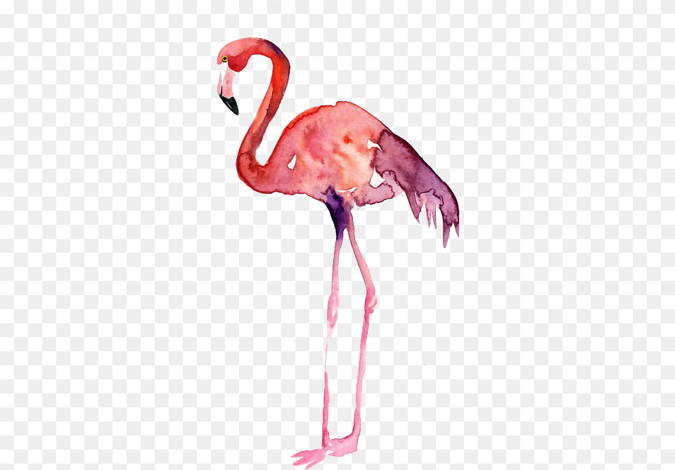 Flamencos Vertical, Animal, Bird, Flamingo Png