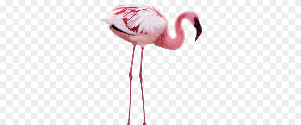 Flamengo Ekc Flamingo Crimson Wing The Mystery Of The Flamingos, Animal, Bird Free Png Download