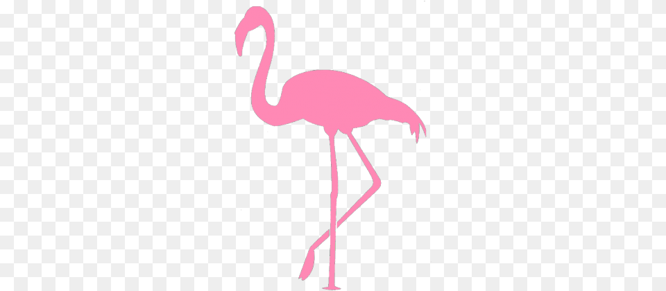 Flaming T Shirt Imagem Para Stencil De Flamingo, Animal, Bird, Person Png