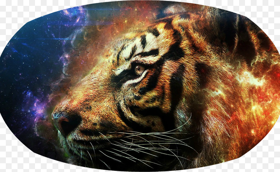 Flaming Tiger Head 9973 Pcdanicapng Jiuduidodo Custom Best Gifts Cool Tiger Nylon Waterproof, Animal, Mammal, Wildlife Png