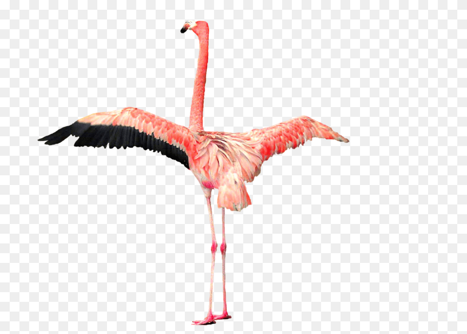 Flamingo, Animal, Bird Png Image