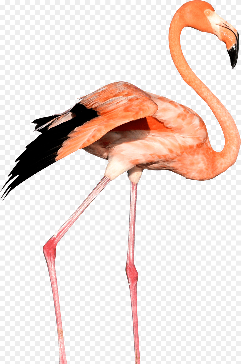 Flamingo, Animal, Bird Free Png Download