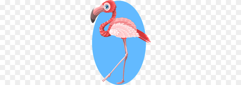 Flamingo Animal, Beak, Bird Free Png
