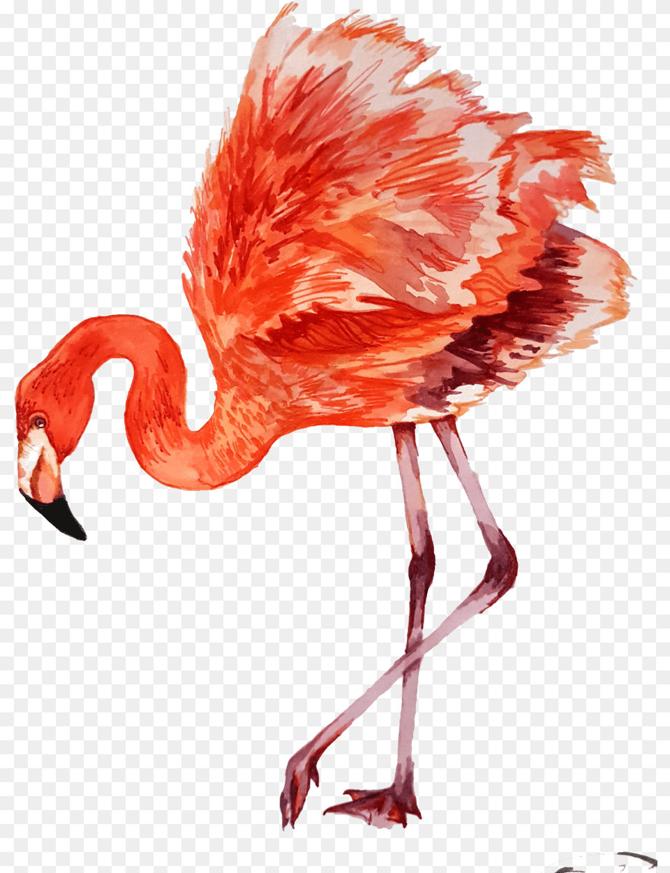 Flamingo, Animal, Beak, Bird Free Transparent Png