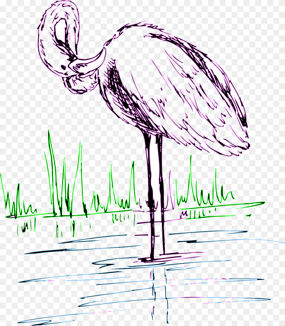 Flamingo, Animal, Bird Png