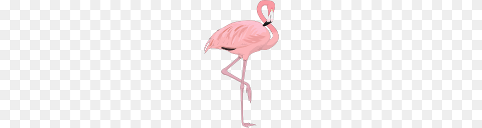 Flamingo, Animal, Bird, Person Png Image
