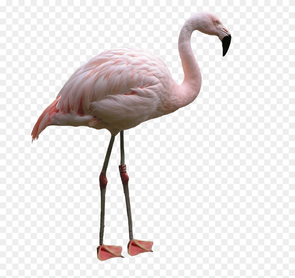 Flamingo, Animal, Bird Png