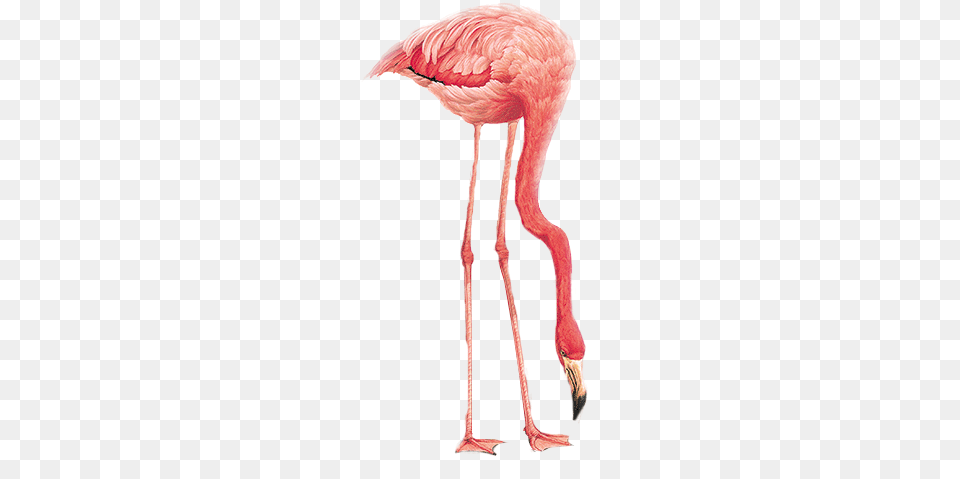 Flamingo, Animal, Bird, Person Free Png Download
