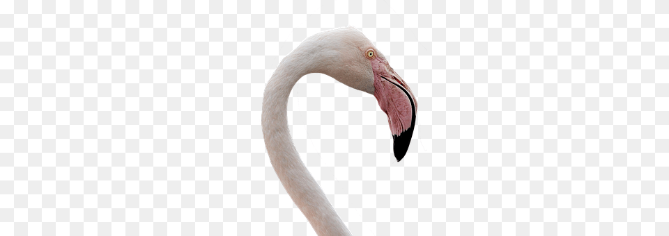 Flamingo Animal, Beak, Bird Free Png Download